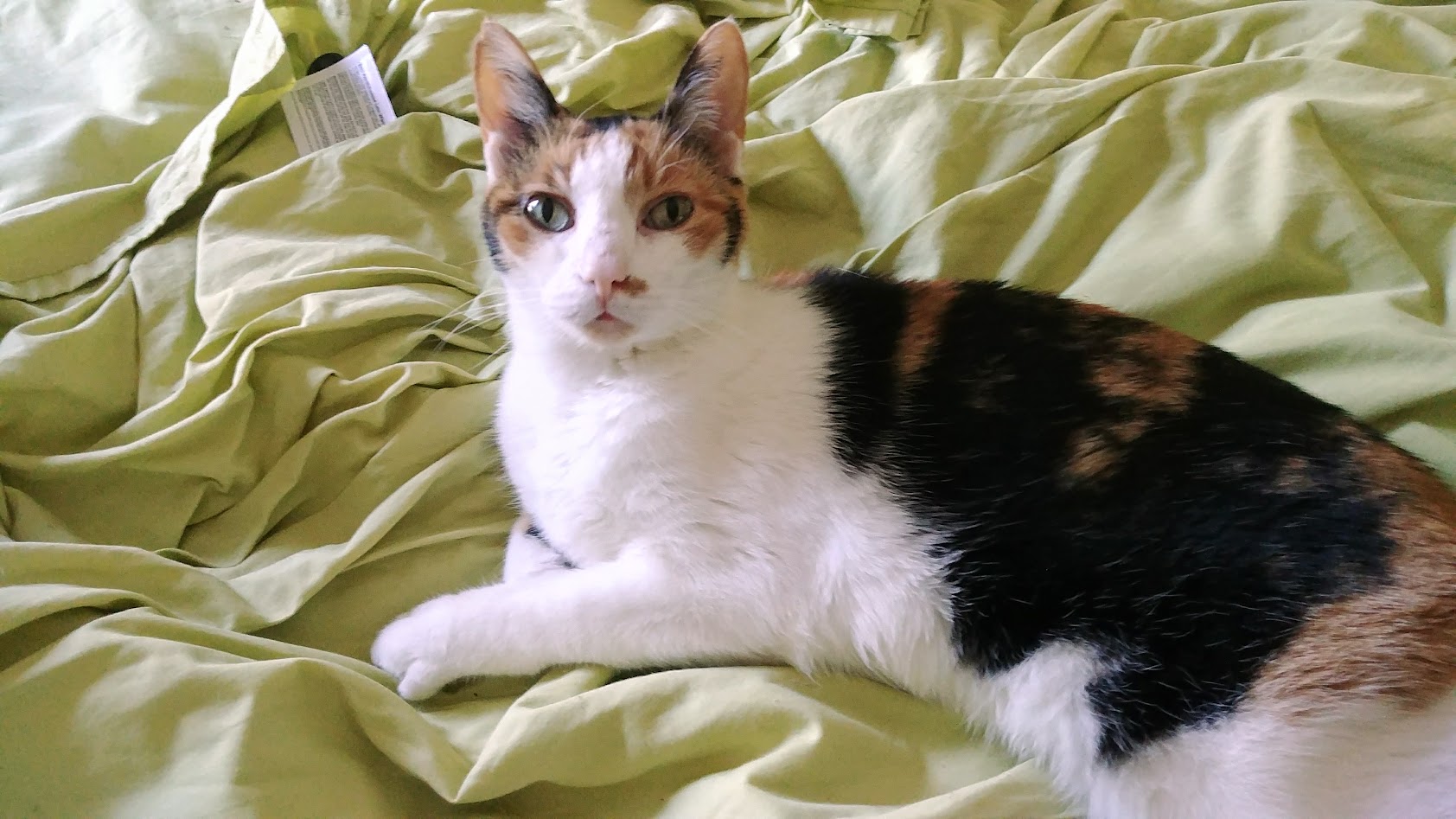 A calico cat on a light green, rumpled bedsheet